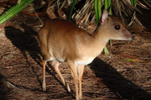 Suni - mala antilopa Suni - mala antilopa
